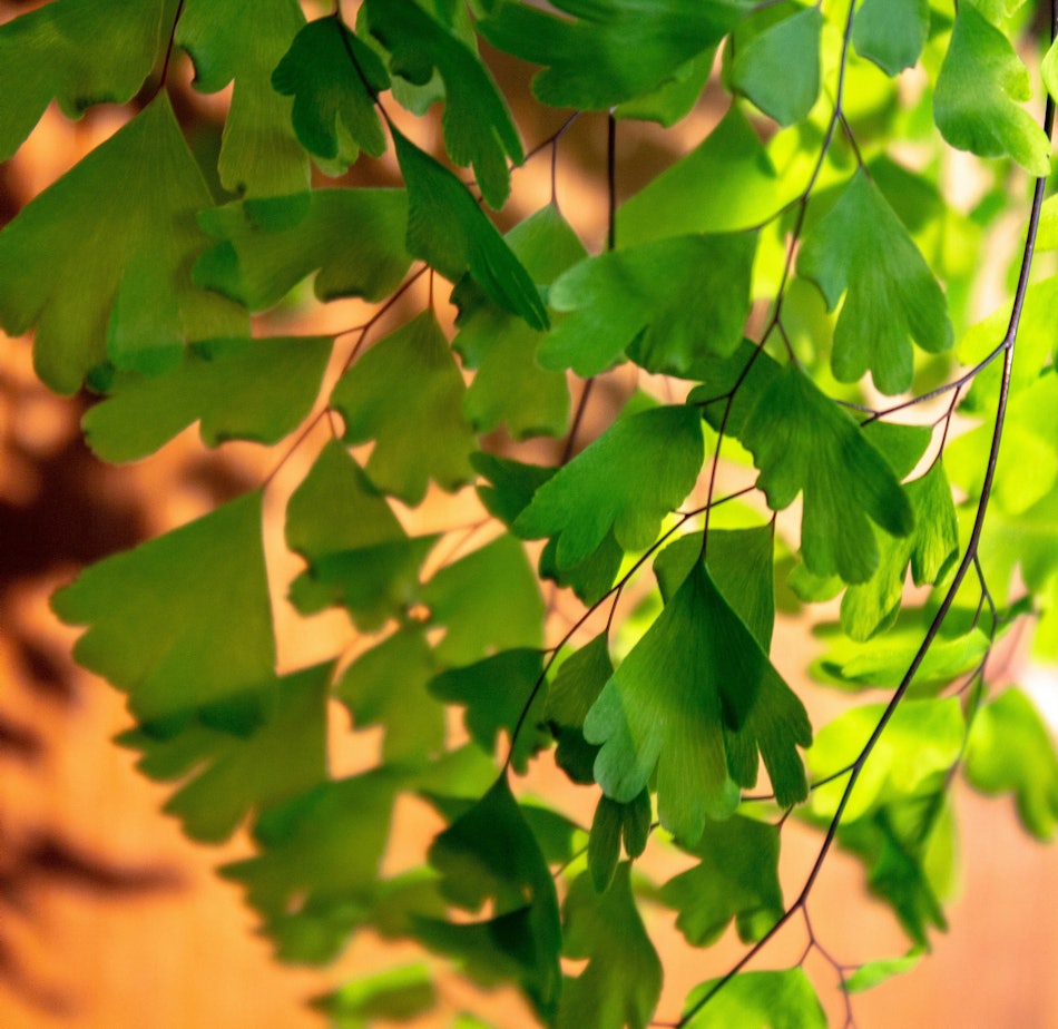 Placeholder for Ambitie 3