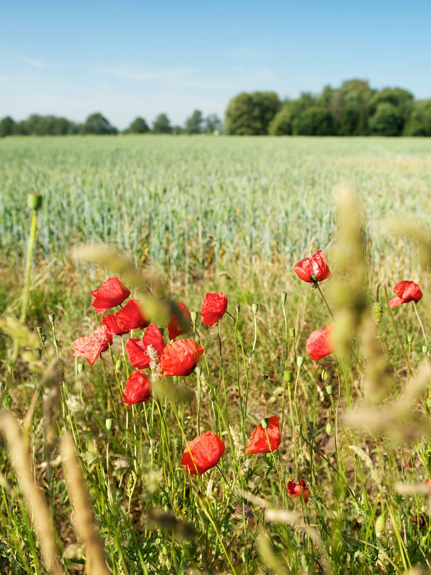 Grasland met bermbloemen