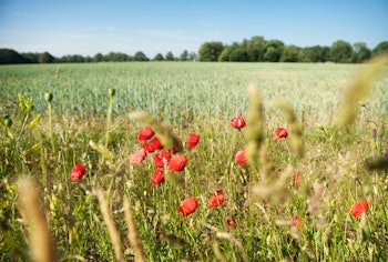 Placeholder for Grasland met bermbloemen