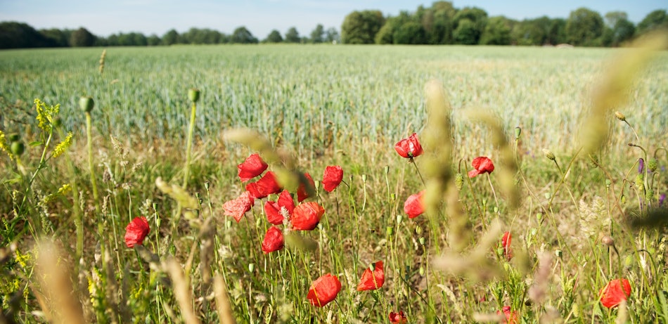 Placeholder for Grasland met bermbloemen