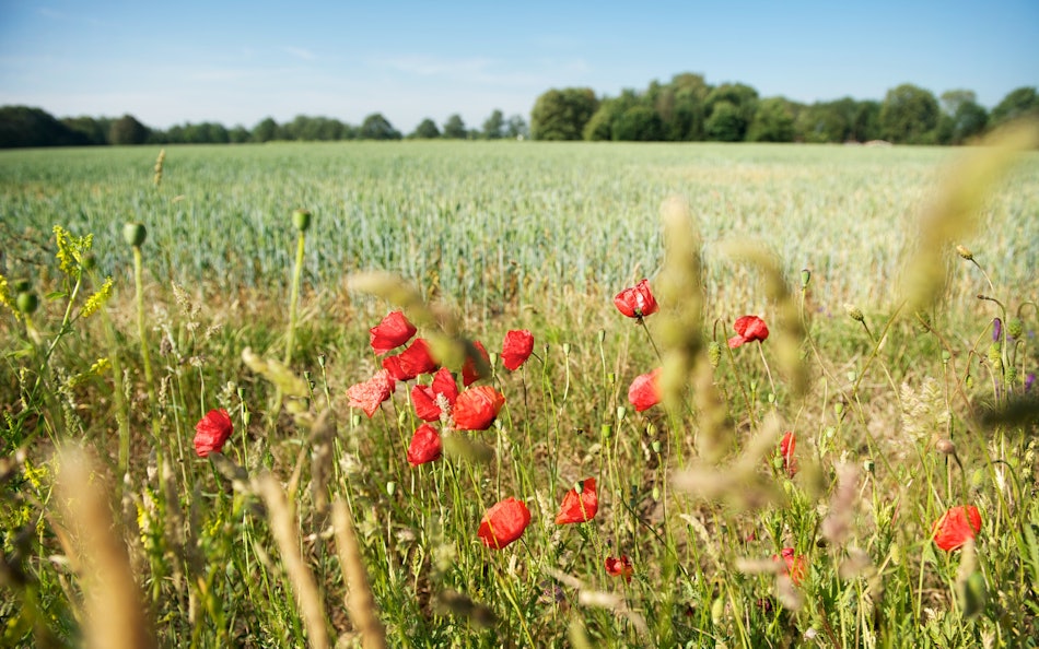 Placeholder for Grasland met bermbloemen