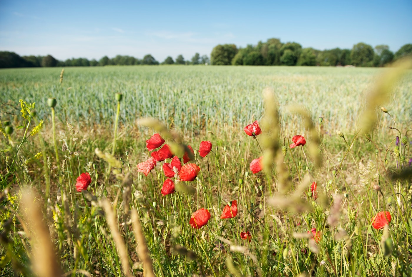 Grasland met bermbloemen