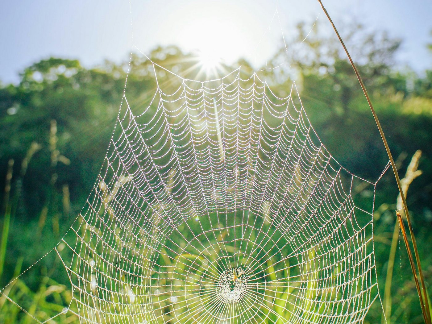 Positieve gezondheid web