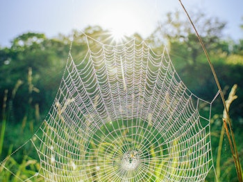 Placeholder for Positieve gezondheid web