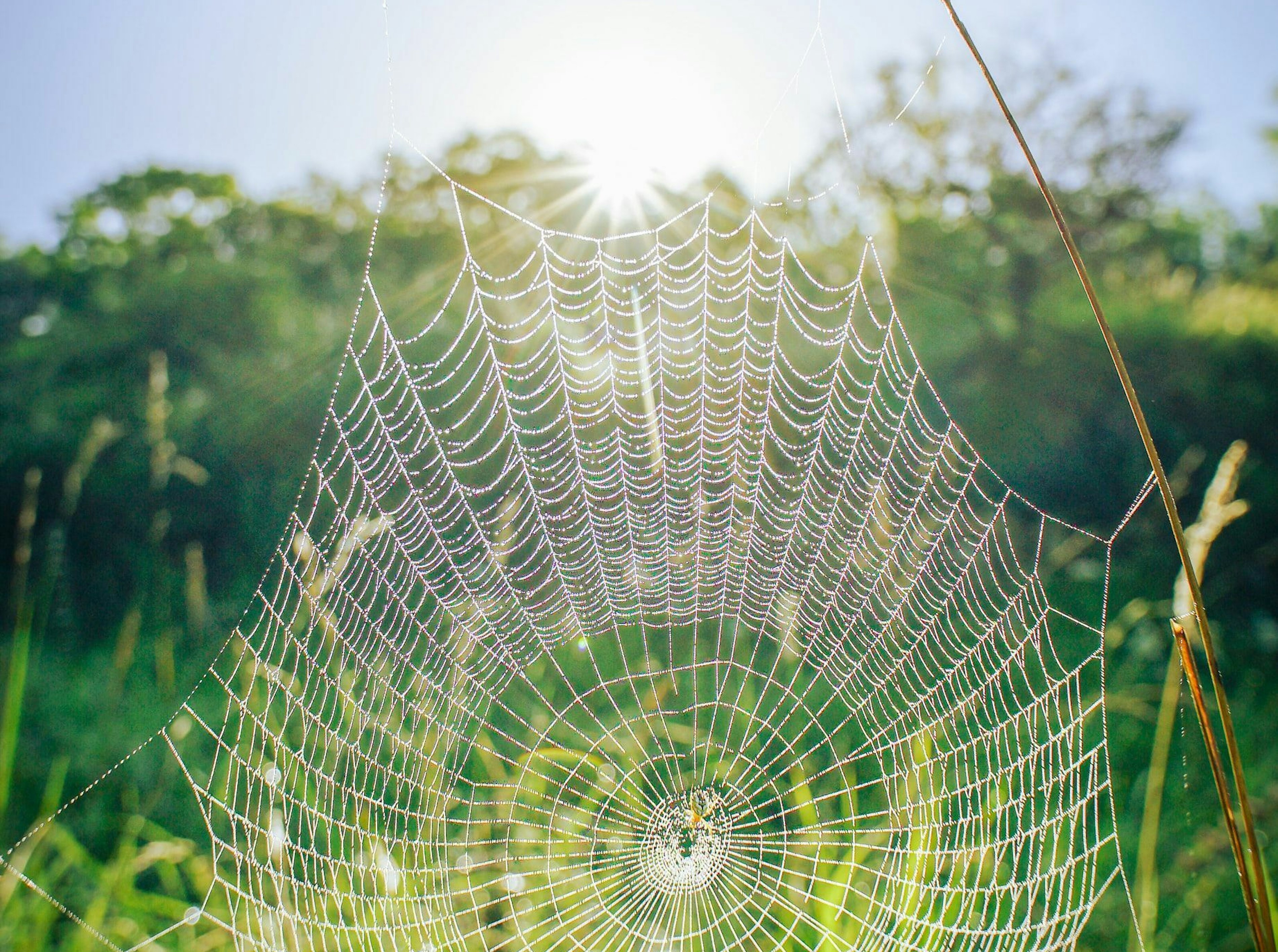 Positieve gezondheid web