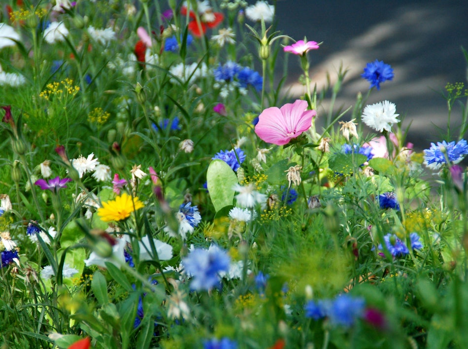 Placeholder for Zomerberm