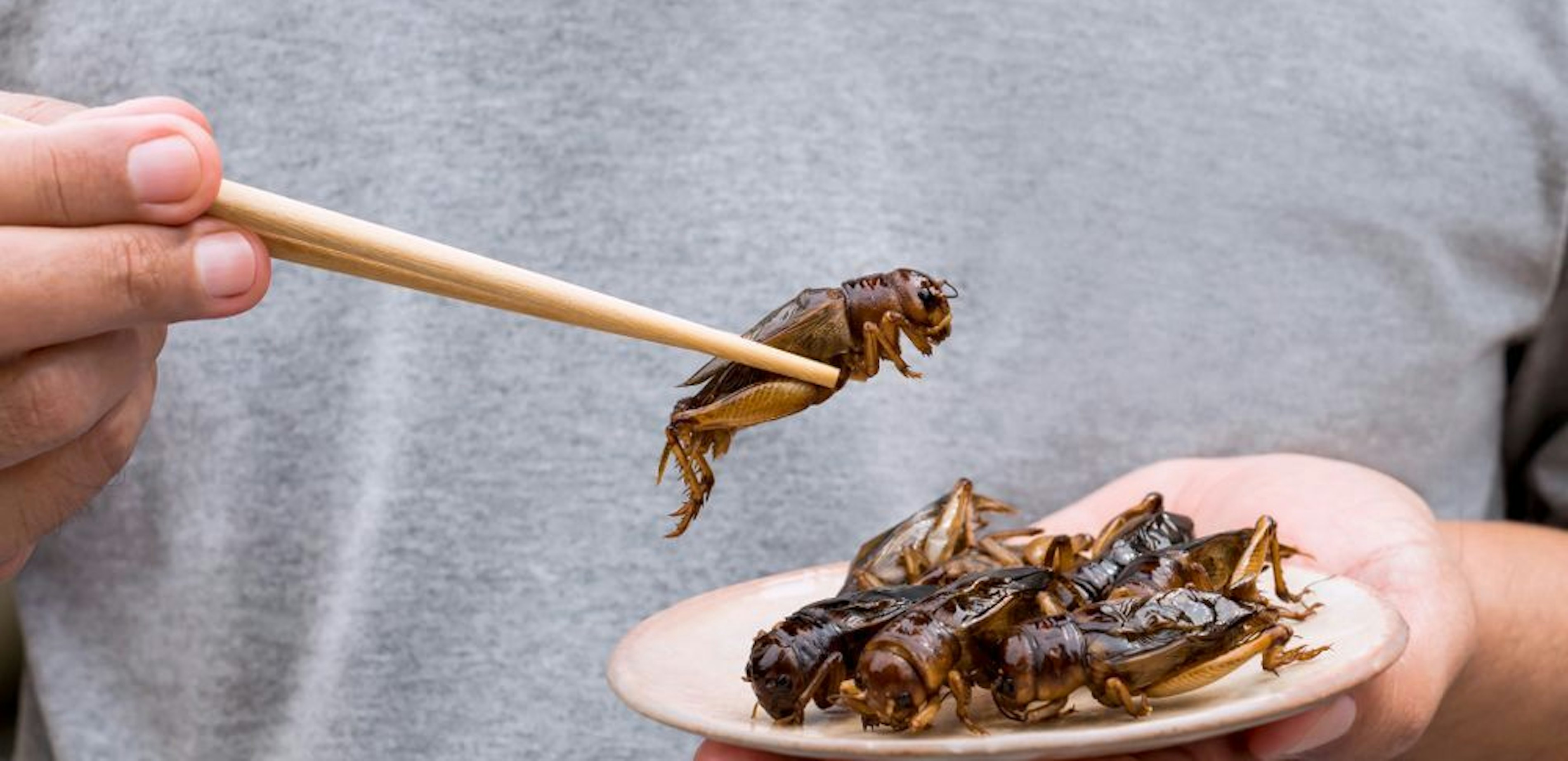 Insect Valley 1281029908 1