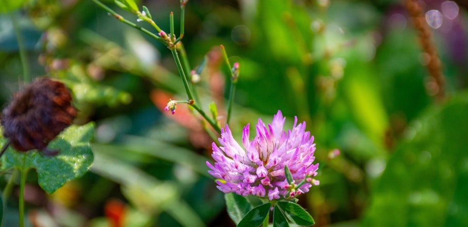 Placeholder for Klaver in bloei