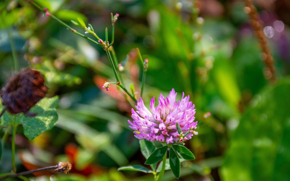 Placeholder for Klaver in bloei