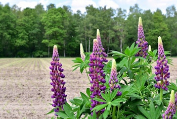 Placeholder for Lupine Proeftuin