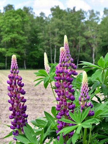 Placeholder for Lupine Proeftuin