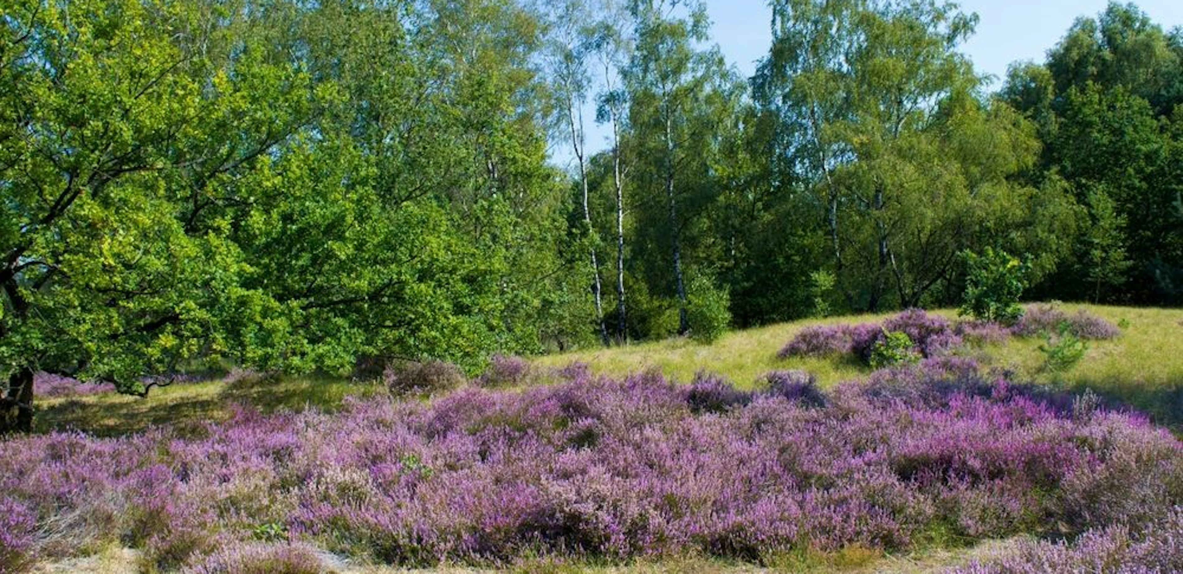 Maasduinen 2253034747