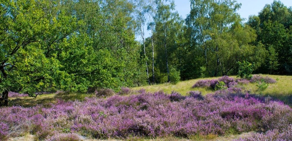 Placeholder for Maasduinen 2253034747