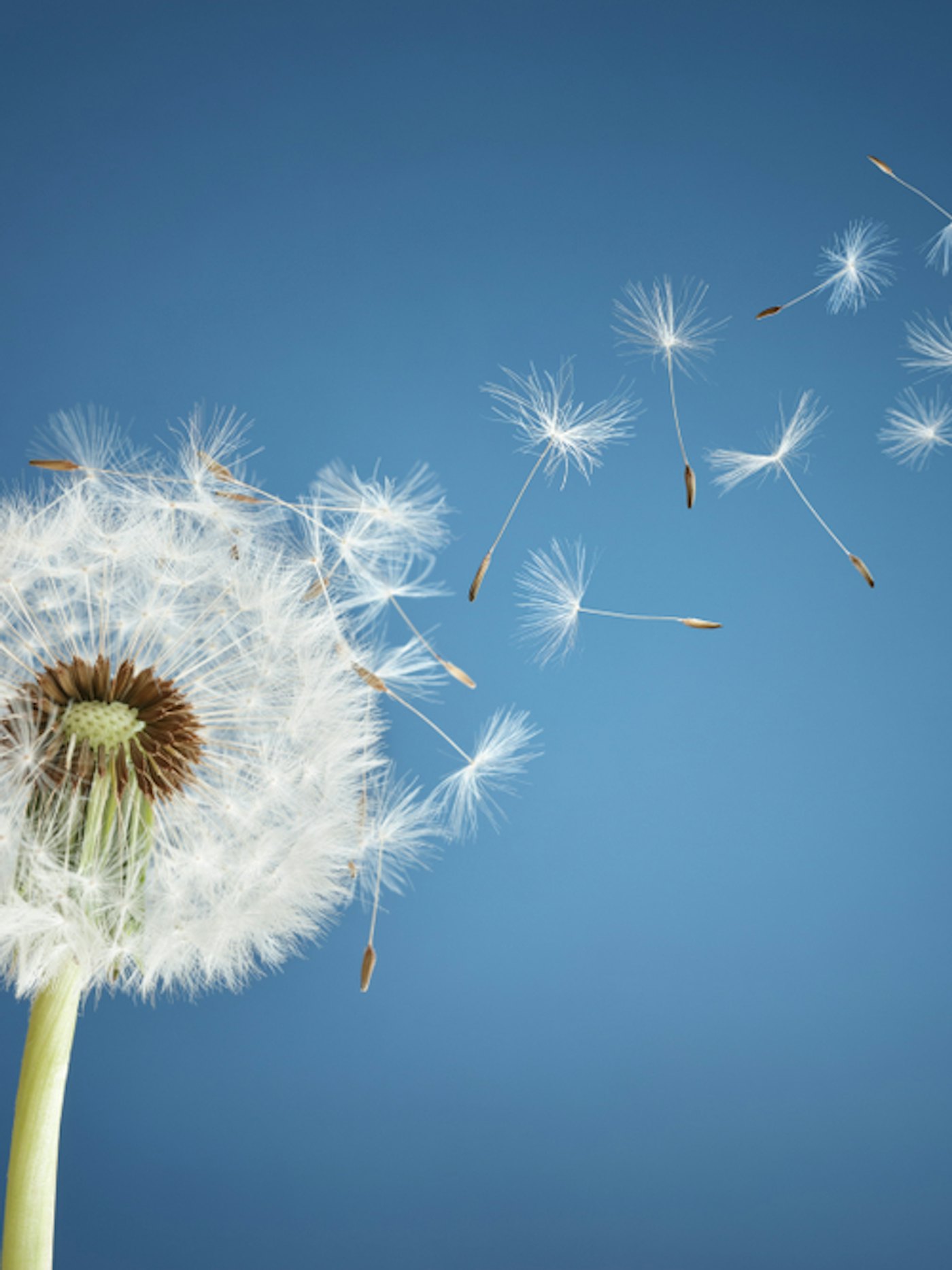 Shutterstock 1094860721