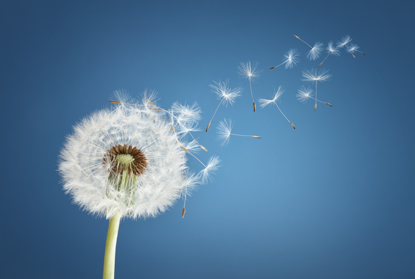 Shutterstock 1094860721