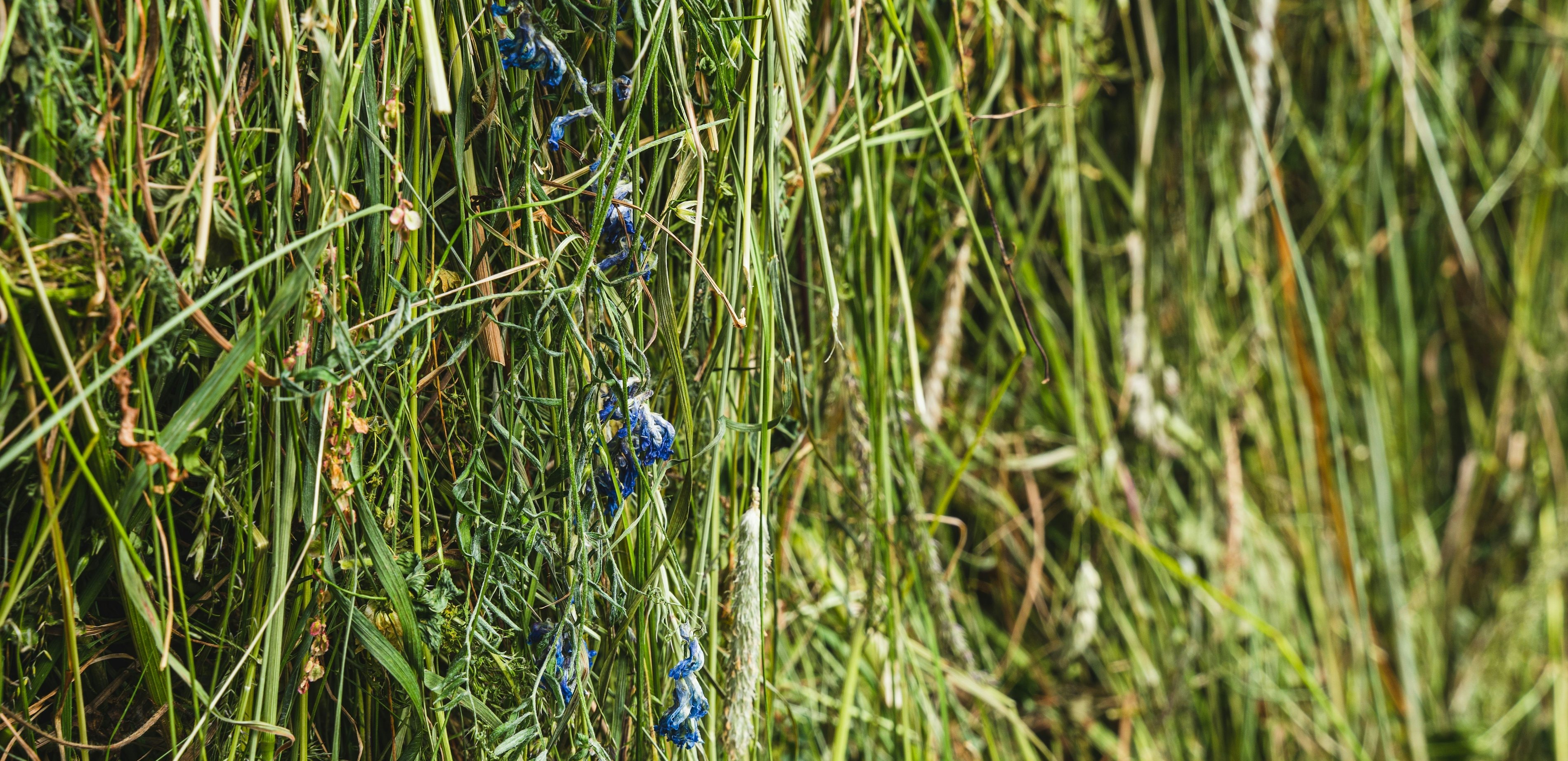 Bermgras als grondstof