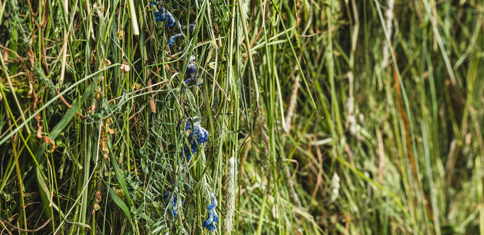 Placeholder for Bermgras als grondstof