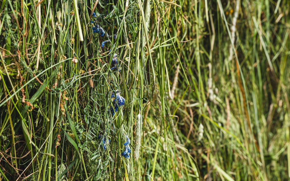 Placeholder for Bermgras als grondstof