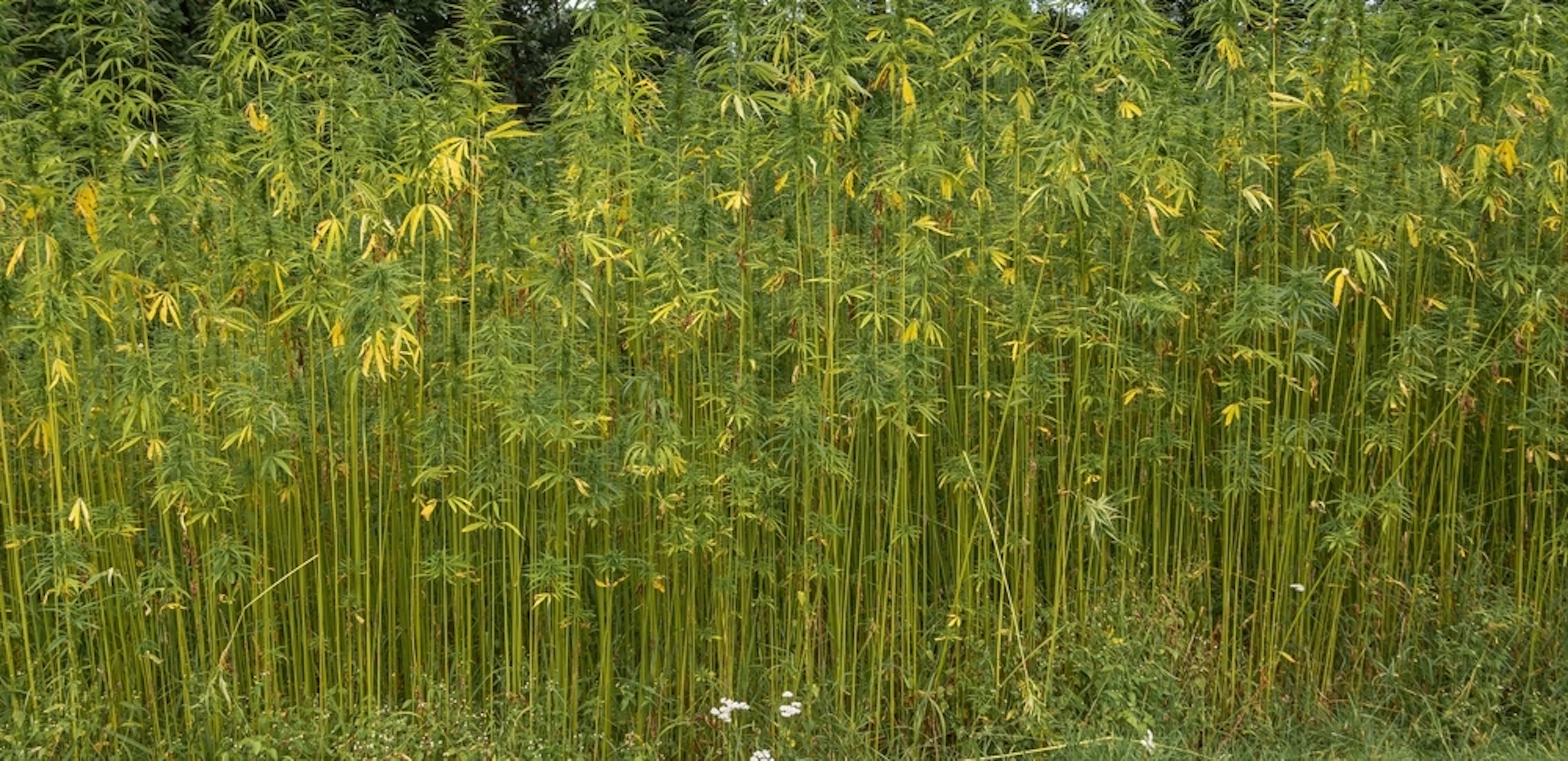 Veld vezelhennep