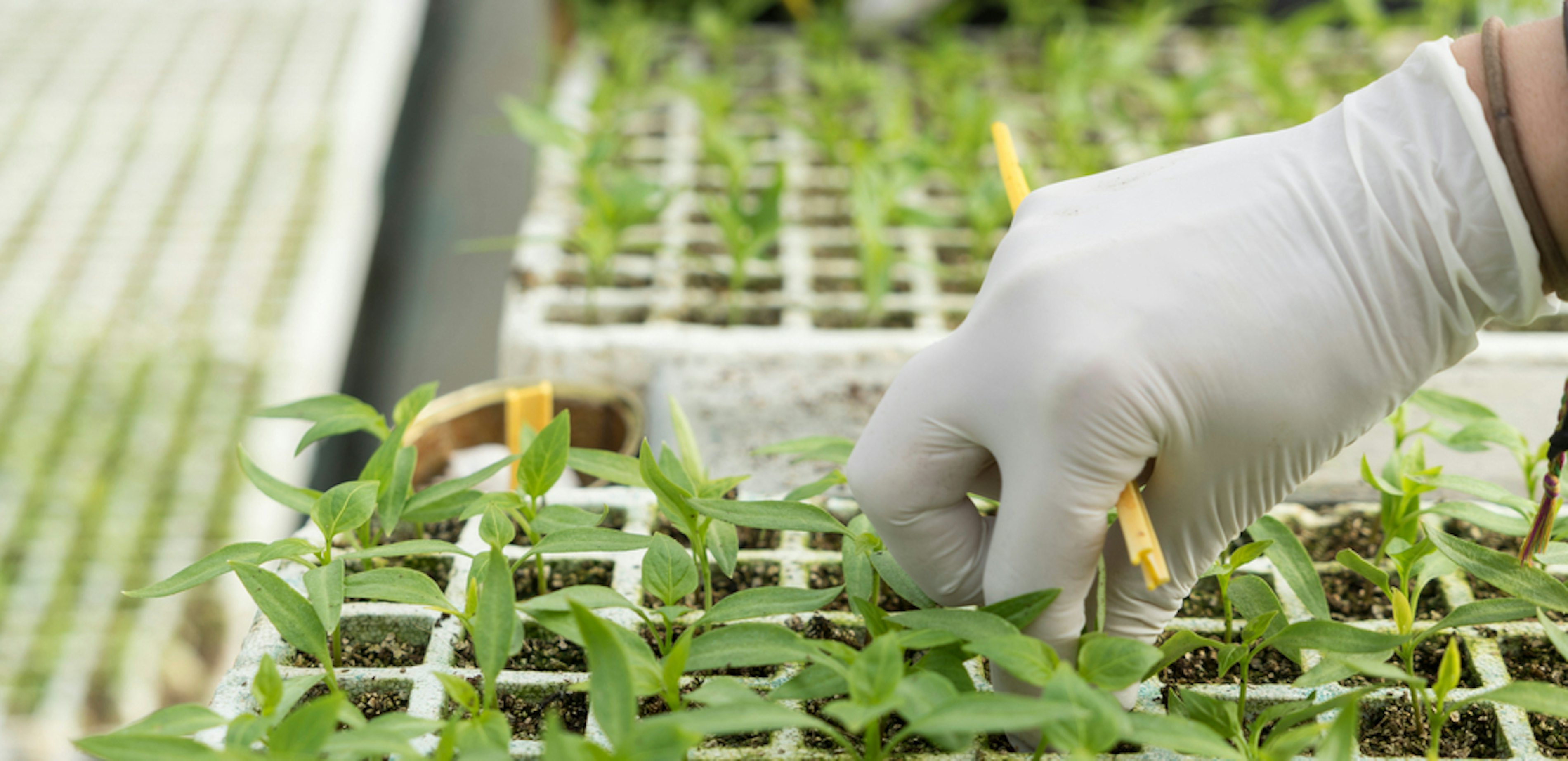 Onderzoekskas Brightlands