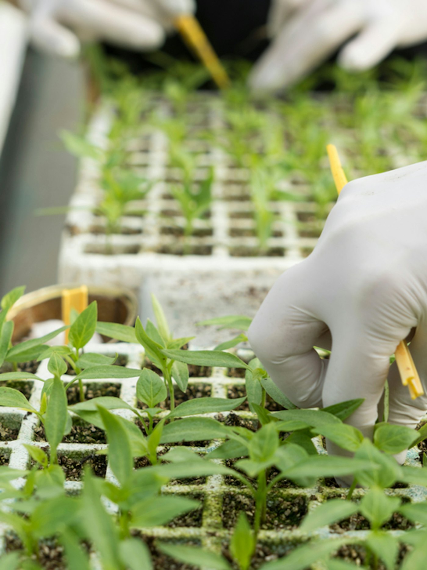 Onderzoekskas Brightlands