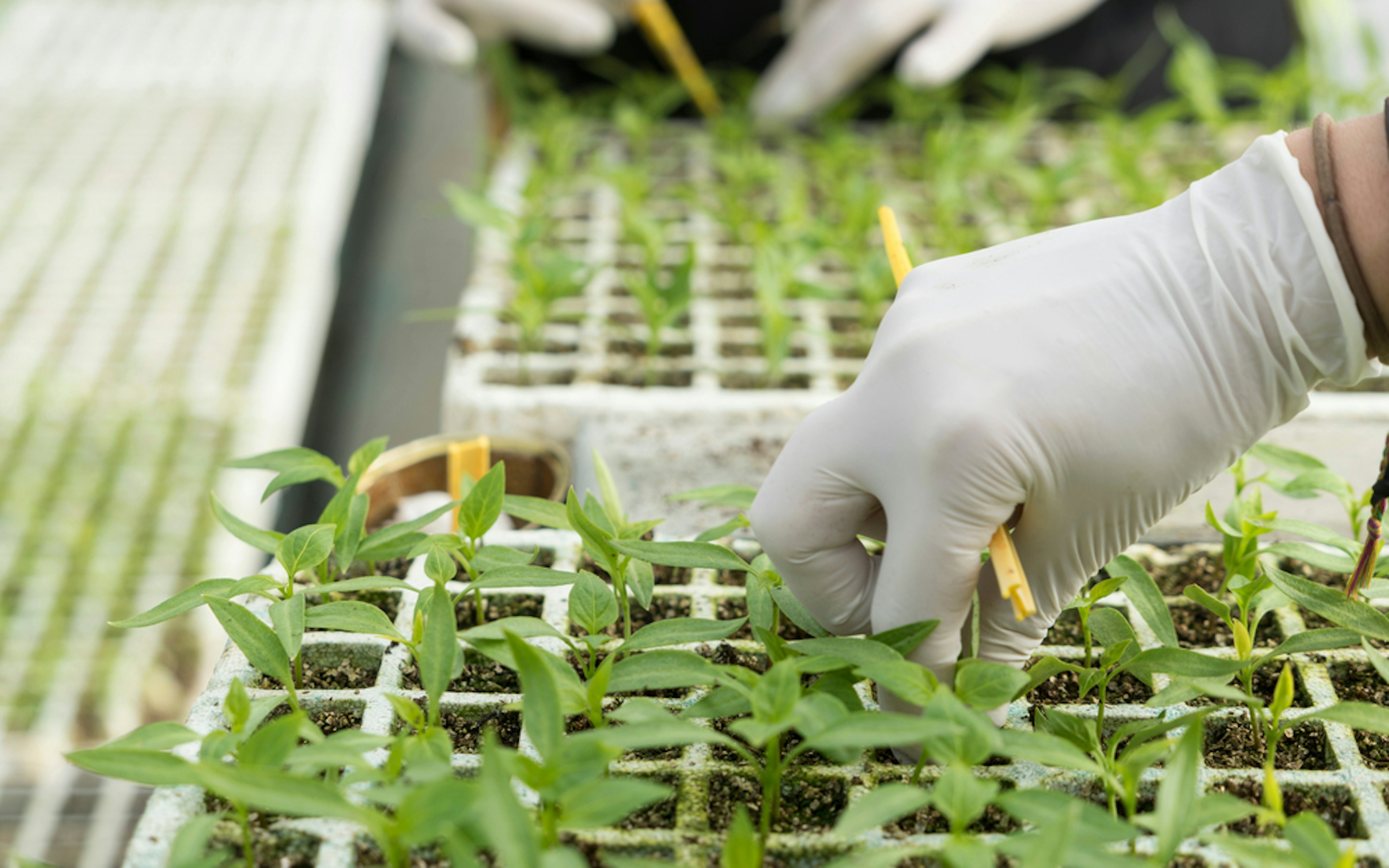 Onderzoekskas Brightlands