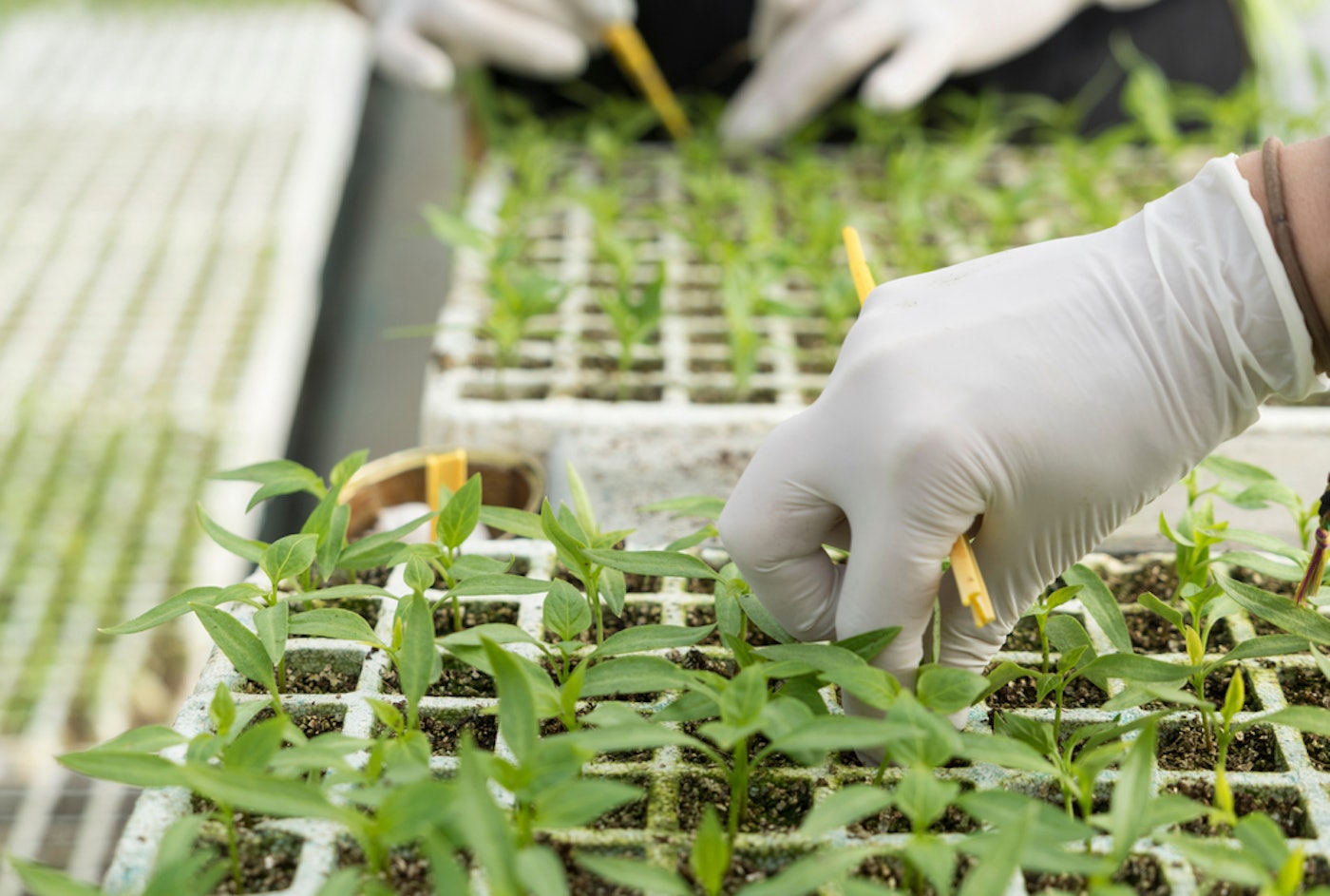 Onderzoekskas Brightlands