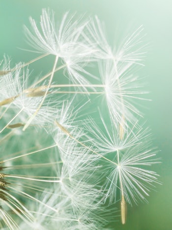 Placeholder for Paardenbloem 4 SH 705892267