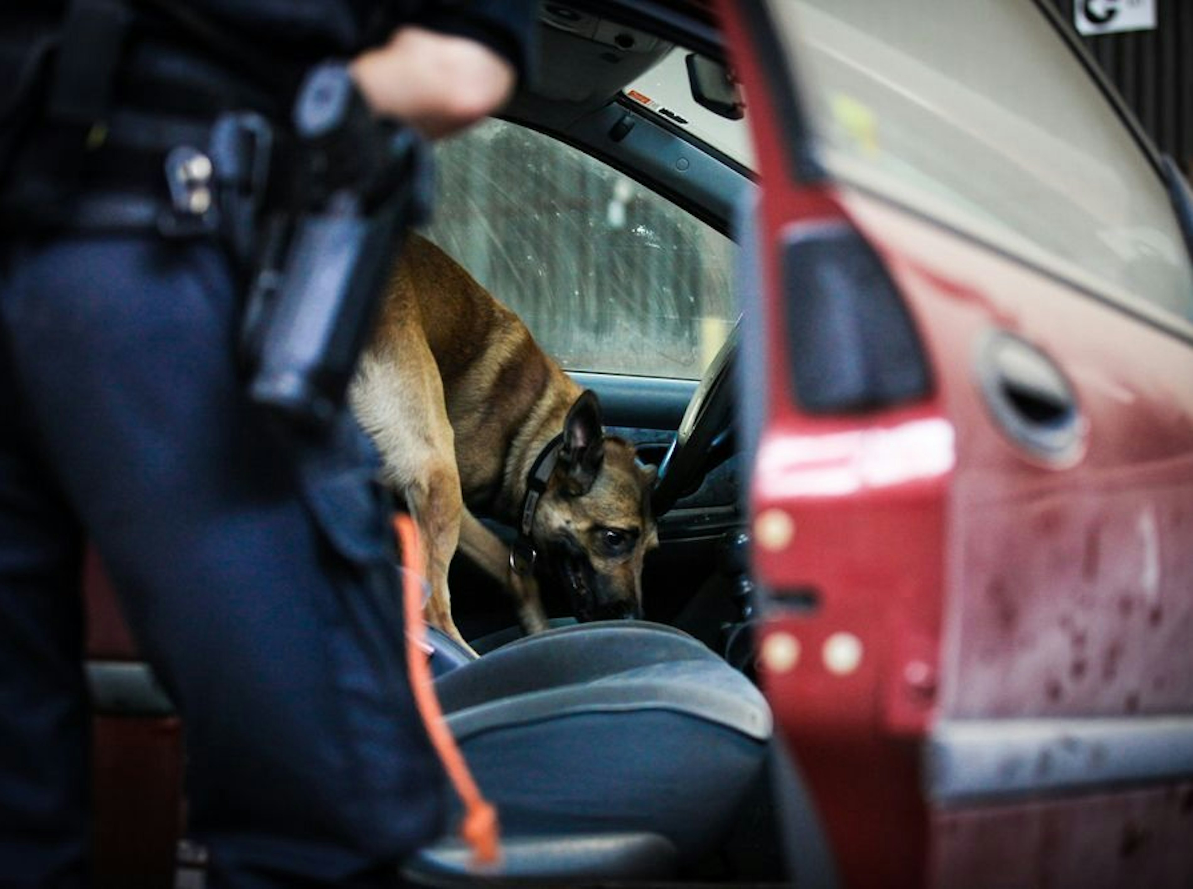 Speurhond drugs veiligheid