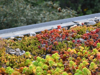 Placeholder for Sedumdak 1773881975